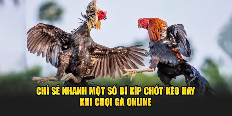 Chỉ sẻ nhanh một số bí kíp chốt kèo hay khi chọi gà online