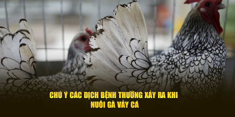 Chú ý các dịch bệnh thường xảy ra khi nuôi gà vảy cá