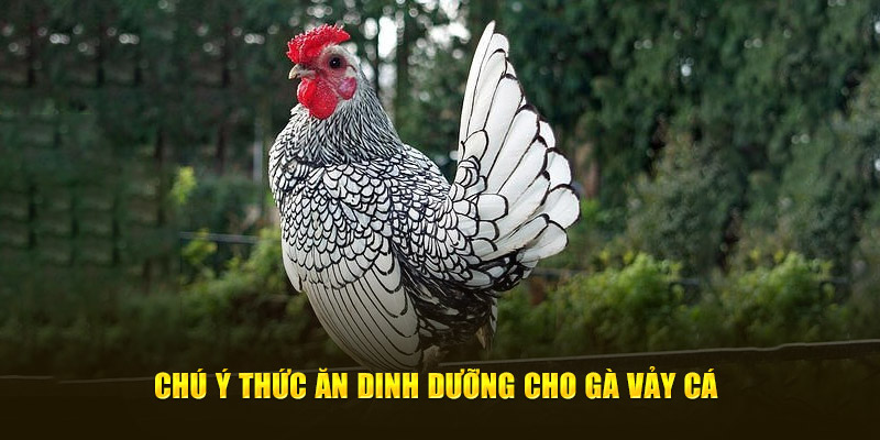 Chú ý thức ăn dinh dưỡng cho gà vảy cá
