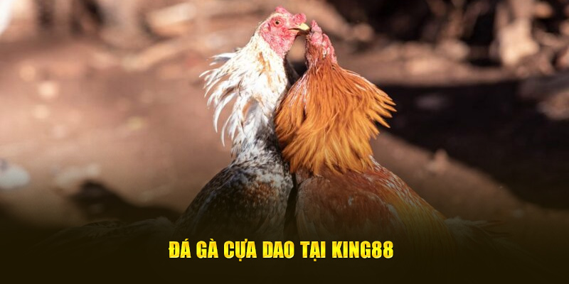 Đá gà cựa dao tại King88