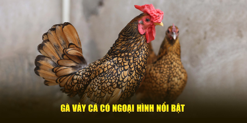 Gà vảy cá có ngoại hình nổi bật