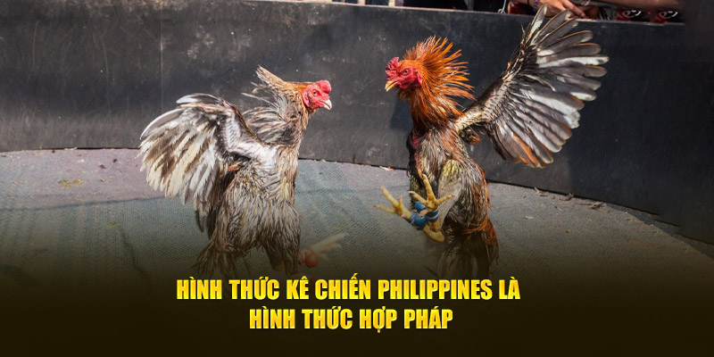 Hình thức kê chiến Philippines là hình thức hợp pháp