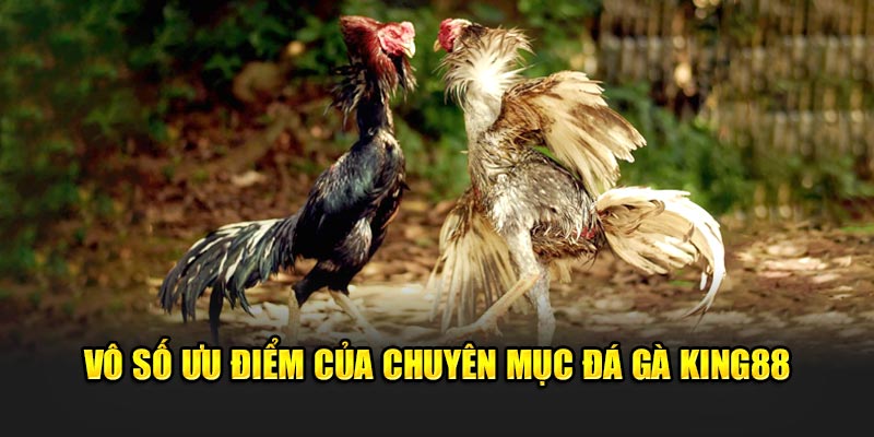 Vô số ưu điểm của chuyên mục Đá Gà King88