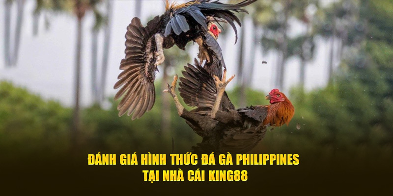 Đánh Giá Hình Thức Đá Gà Philippines Tại Nhà Cái King88