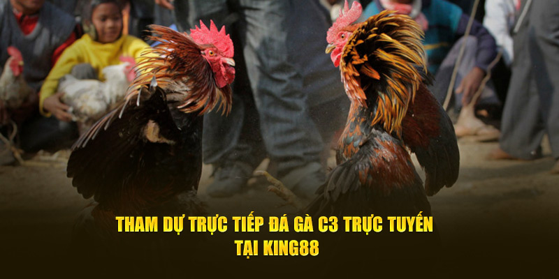 Tham Dự Trực Tiếp Đá Gà C3 Trực Tuyến Tại King88